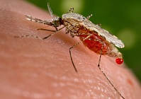 Чтобы не было малярии